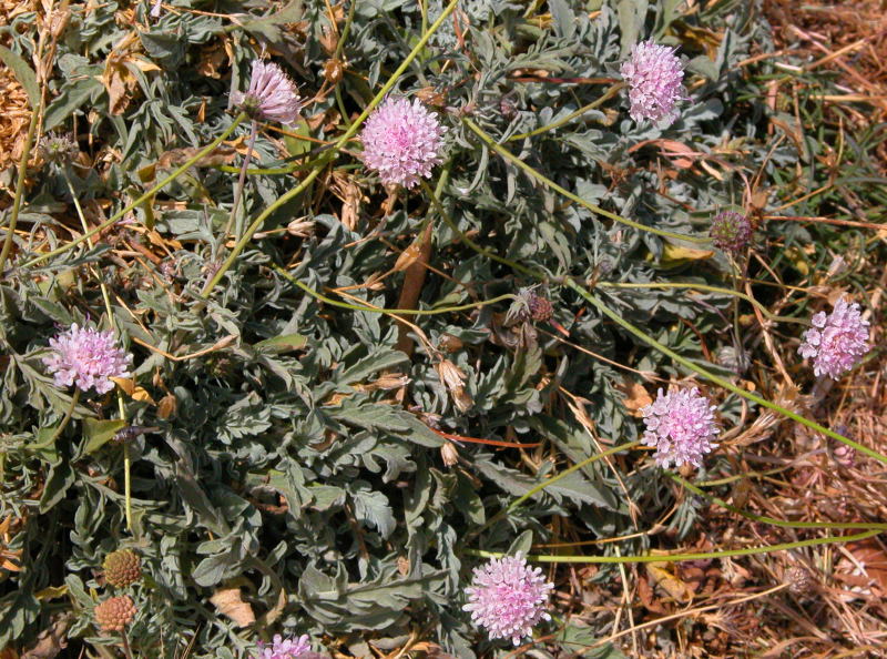 Armeria morisii e Scabiosa holosericea